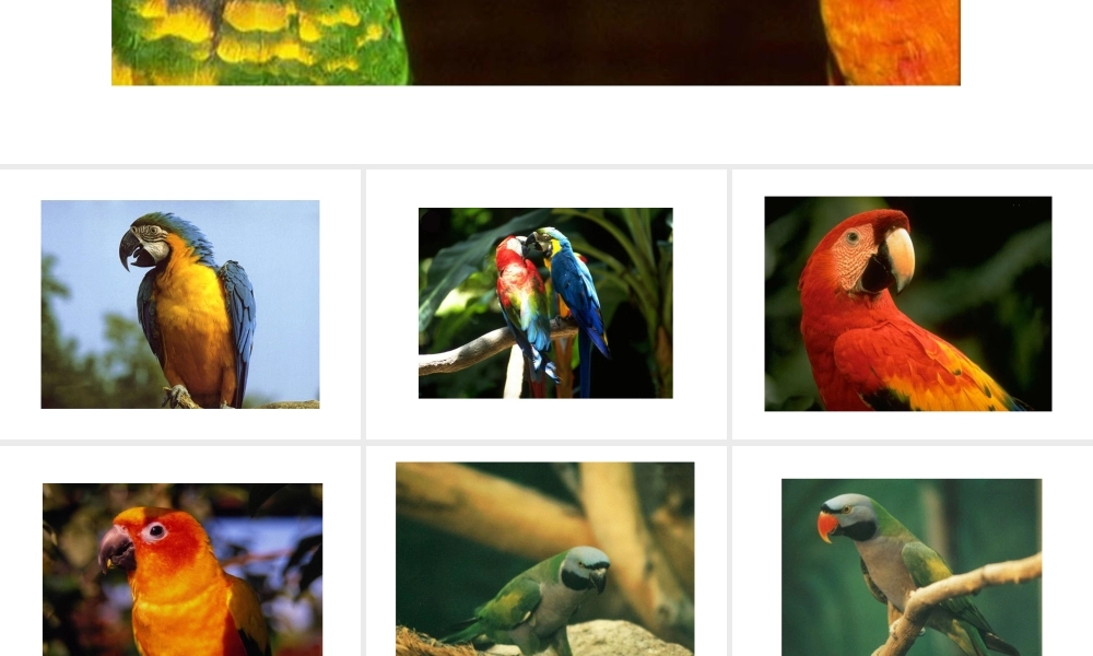 八年级生物上册 各种各样的鹦鹉课件 人教新课标版