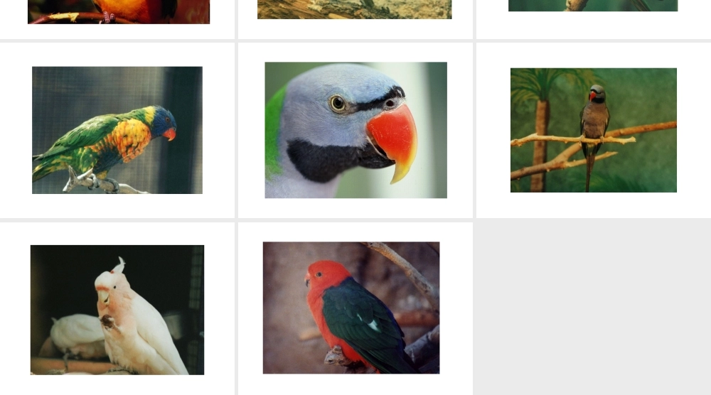 八年级生物上册 各种各样的鹦鹉课件 人教新课标版