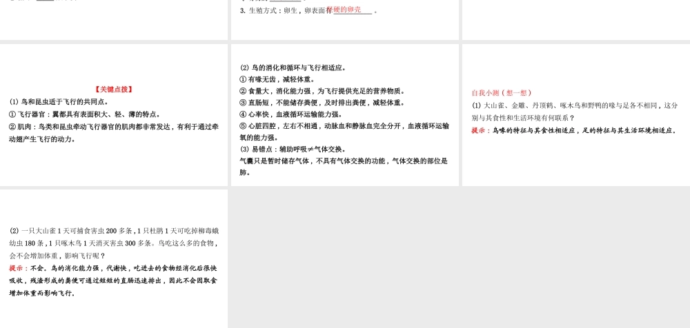 八年级生物上册 探究导学课型 5.1.6 鸟课件 （新版）新人教版-（新版）新人教版初中八年级上册生物课件