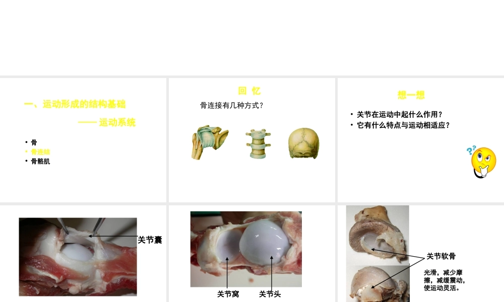 八年级生物上册 第15章 第2节 动物运动的形成课件3 （新版）北师大版