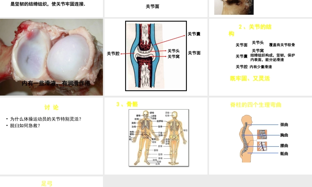 八年级生物上册 第15章 第2节 动物运动的形成课件3（新版）北师大版