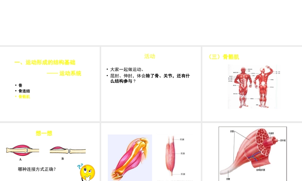八年级生物上册 第15章 第2节 动物运动的形成课件4 （新版）北师大版