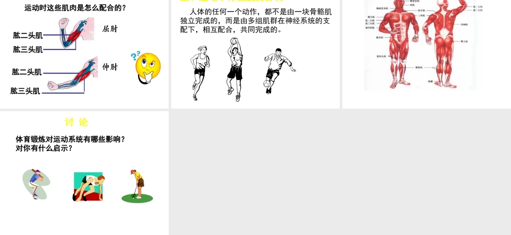 八年级生物上册 第15章 第2节 动物运动的形成课件4 （新版）北师大版