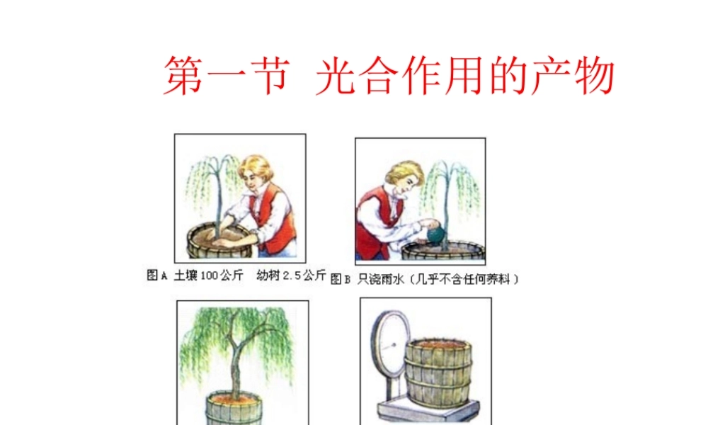 八年级生物上册 光合作用的产物课件 冀教版