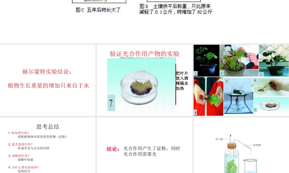 八年级生物上册 光合作用的产物课件 冀教版