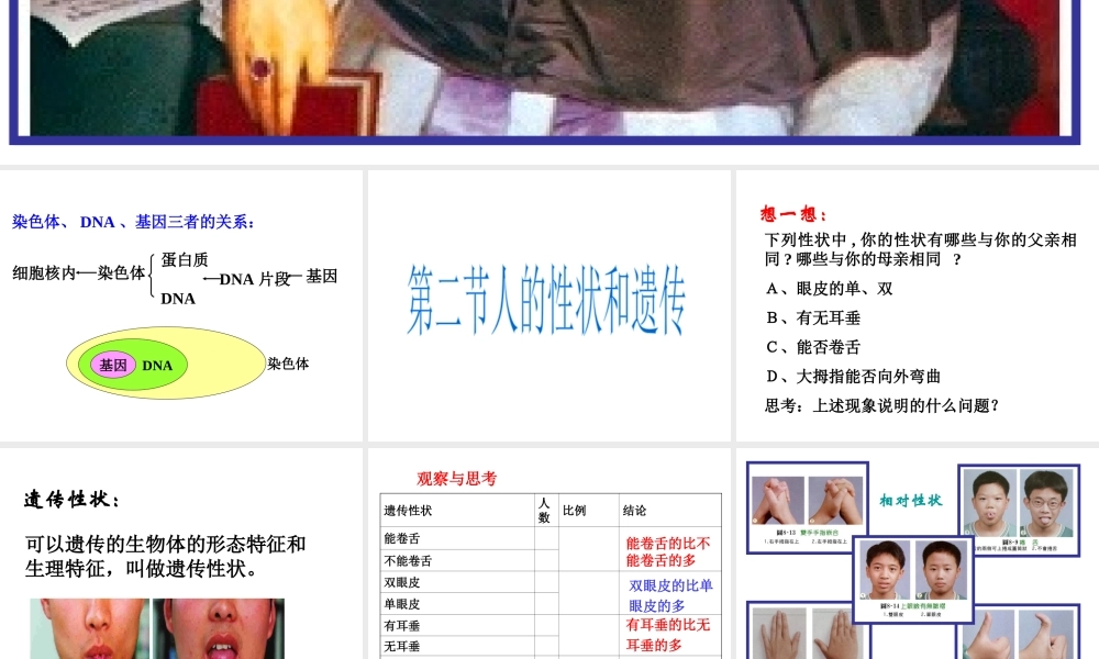 八年级生物上册 第15章 第2节人的性状和遗传课件 苏教版
