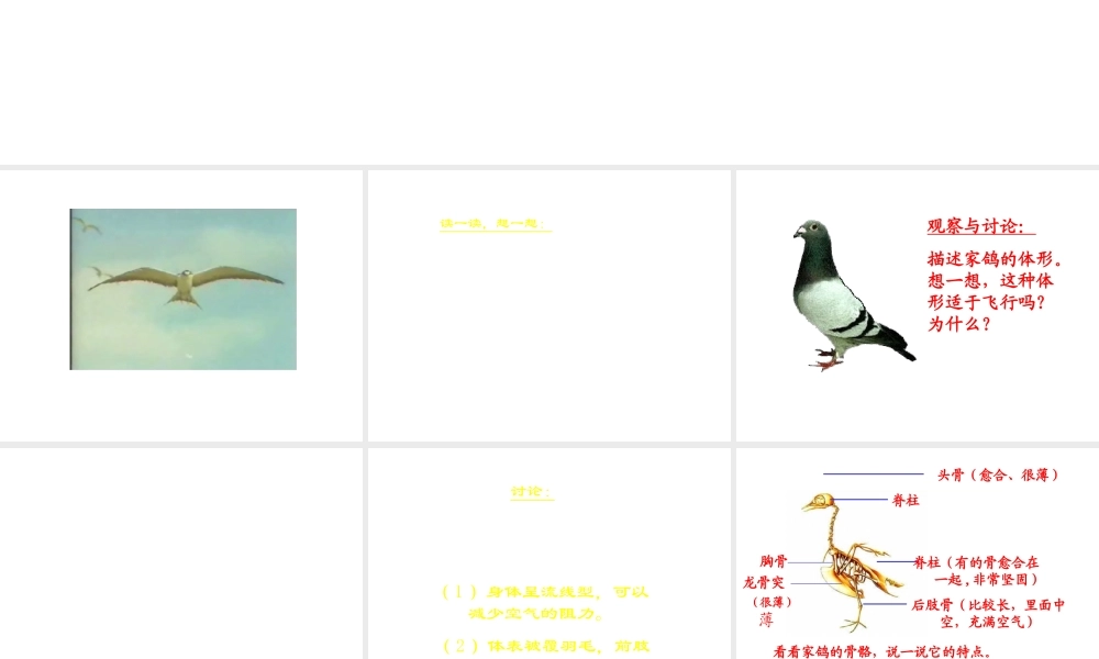 八年级生物上册 家鸽课件 人教新课标版