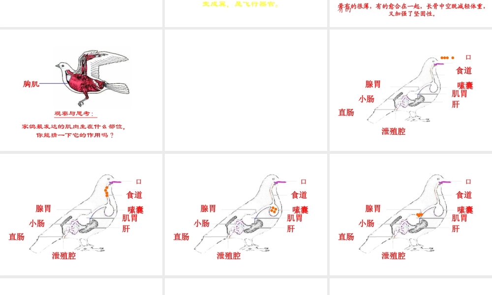 八年级生物上册 家鸽课件 人教新课标版