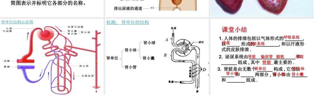 八年级生物上册 第15章 第2节人体内废物的排出课件1 （新版）苏科版-（新版）苏科版初中八年级上册生物课件