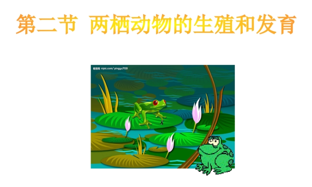 八年级生物上册 两栖动物的生殖和发育课件  济南版