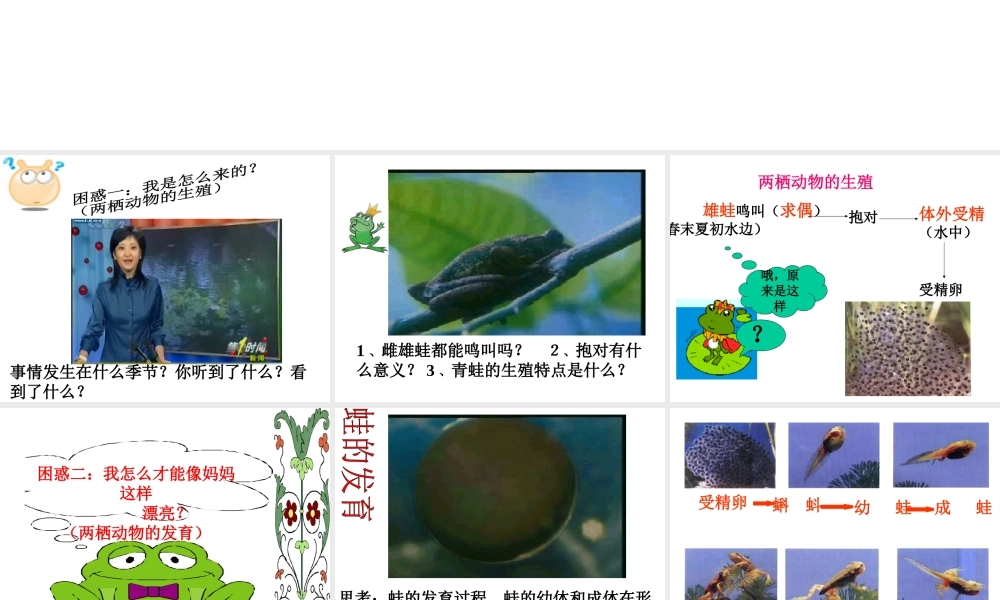 八年级生物上册 两栖动物的生殖和发育课件  济南版
