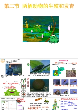 八年级生物上册 两栖动物的生殖和发育课件  济南版