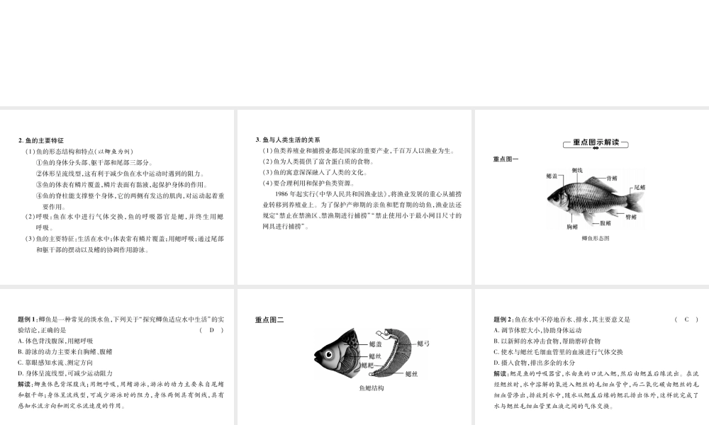 八年级生物上册 第5单元 第1章 第4节 鱼练习课件 （新版）新人教版-（新版）新人教版初中八年级上册生物课件