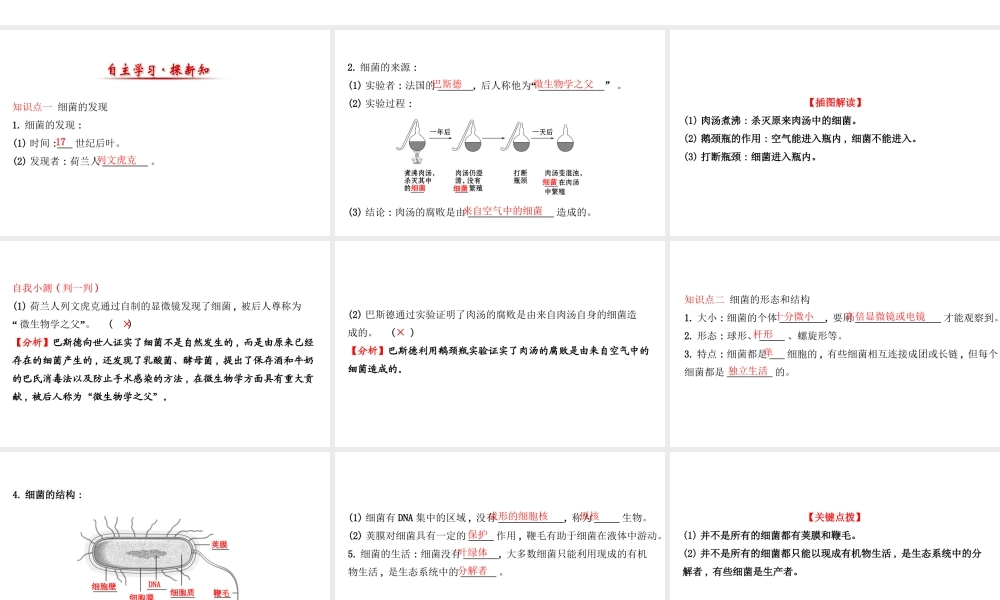 八年级生物上册 探究导学课型 5.4.2 细菌课件 （新版）新人教版-（新版）新人教版初中八年级上册生物课件