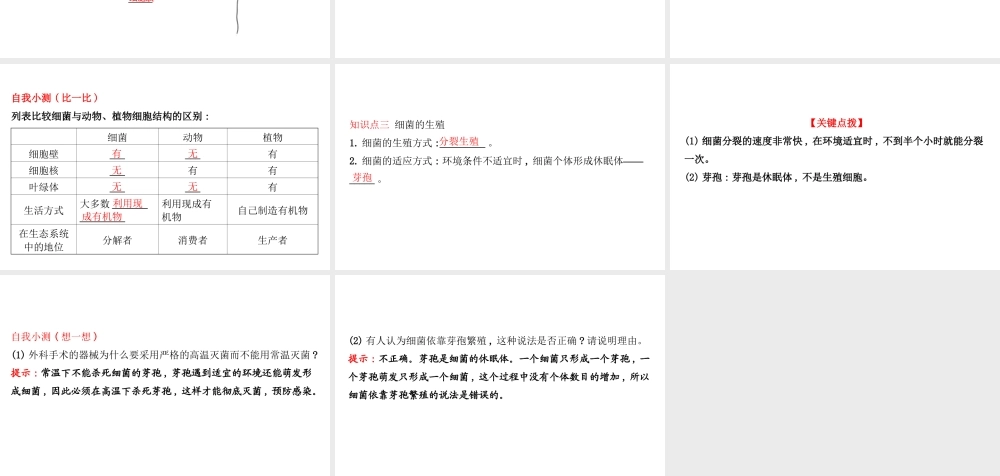 八年级生物上册 探究导学课型 5.4.2 细菌课件 （新版）新人教版-（新版）新人教版初中八年级上册生物课件