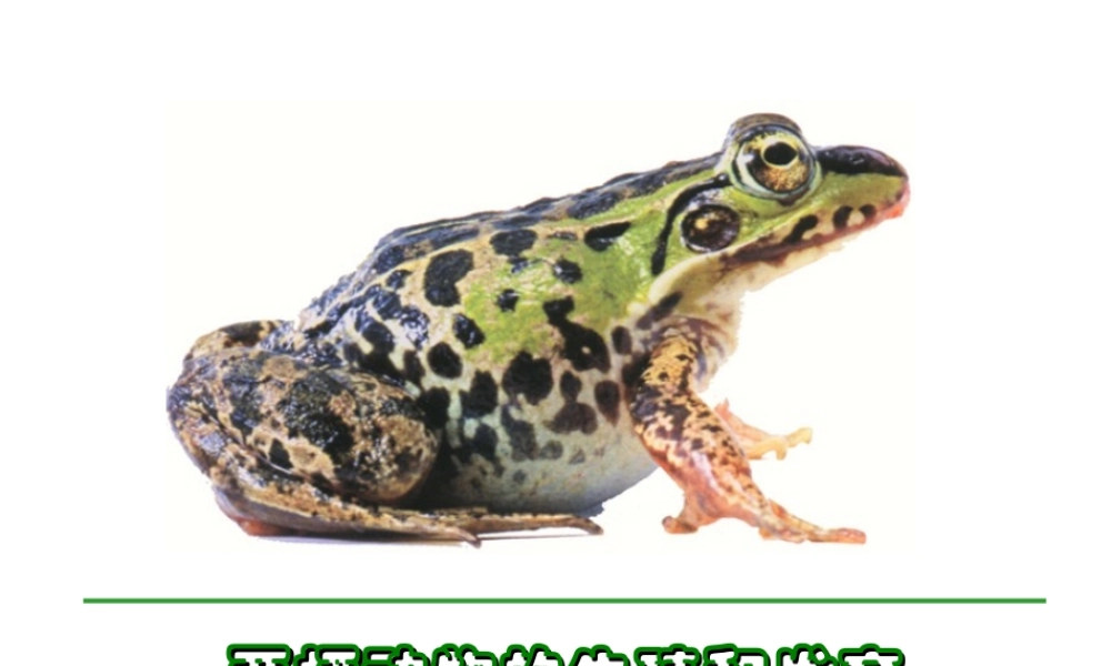 八年级生物上册 两栖动物的生殖和发育课件 人教新课标版