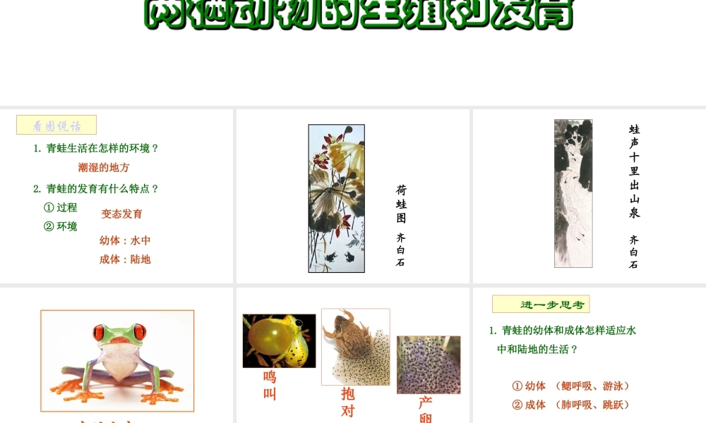 八年级生物上册 两栖动物的生殖和发育课件 人教新课标版
