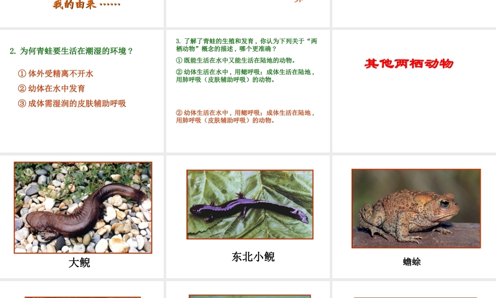 八年级生物上册 两栖动物的生殖和发育课件 人教新课标版