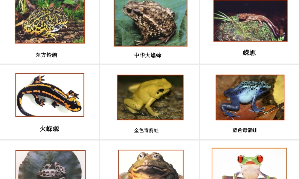 八年级生物上册 两栖动物的生殖和发育课件 人教新课标版