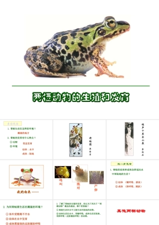 八年级生物上册 两栖动物的生殖和发育课件 人教新课标版