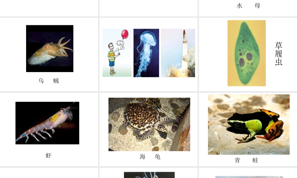 八年级生物上册 第15章第1节 动物运动的方式课件 北师大版