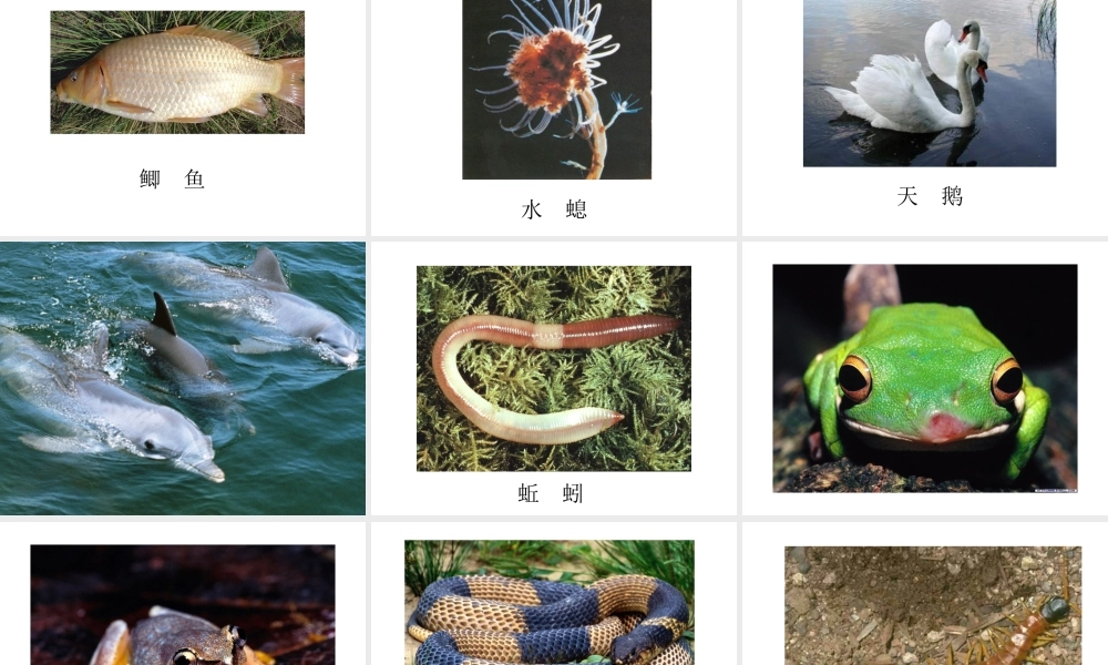 八年级生物上册 第15章第1节 动物运动的方式课件 北师大版