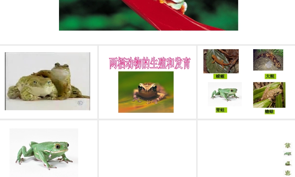 八年级生物上册 两栖动物的生殖和发育课件 苏教版