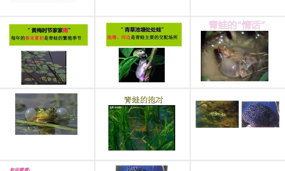 八年级生物上册 两栖动物的生殖和发育课件 苏教版