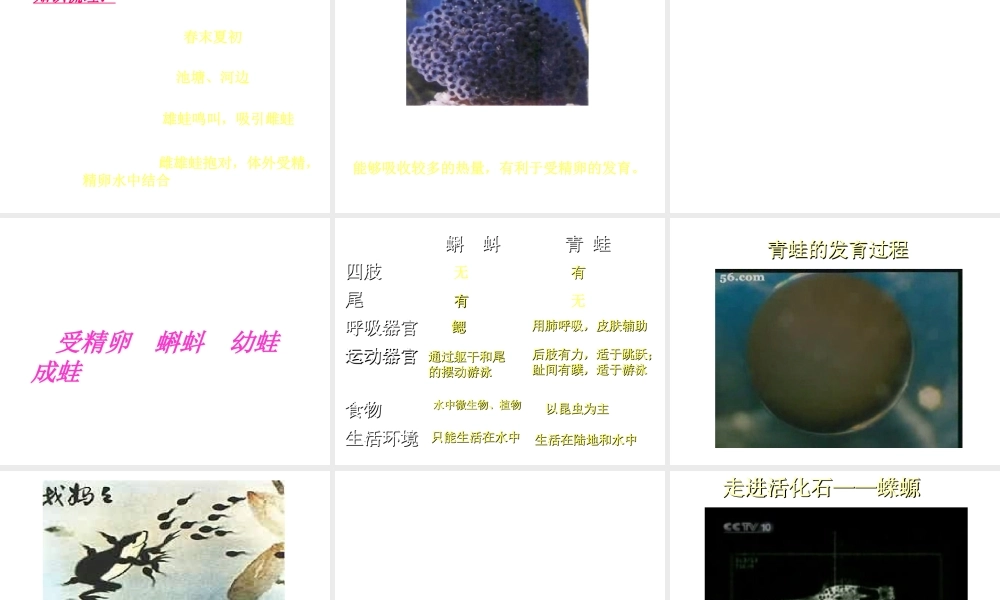 八年级生物上册 两栖动物的生殖和发育课件 苏教版