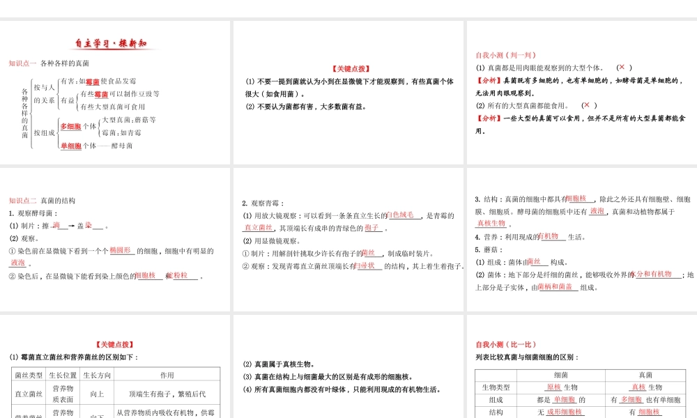 八年级生物上册 探究导学课型 5.4.3 真菌课件 （新版）新人教版-（新版）新人教级上册生物课件