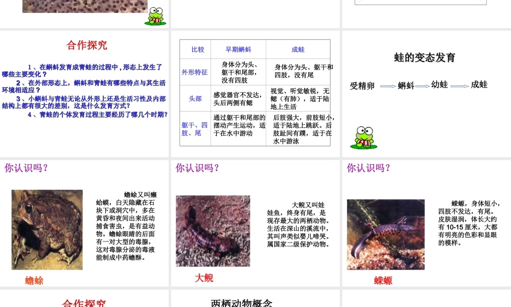 八年级生物上册 两栖动物生殖和发育课件 教科版