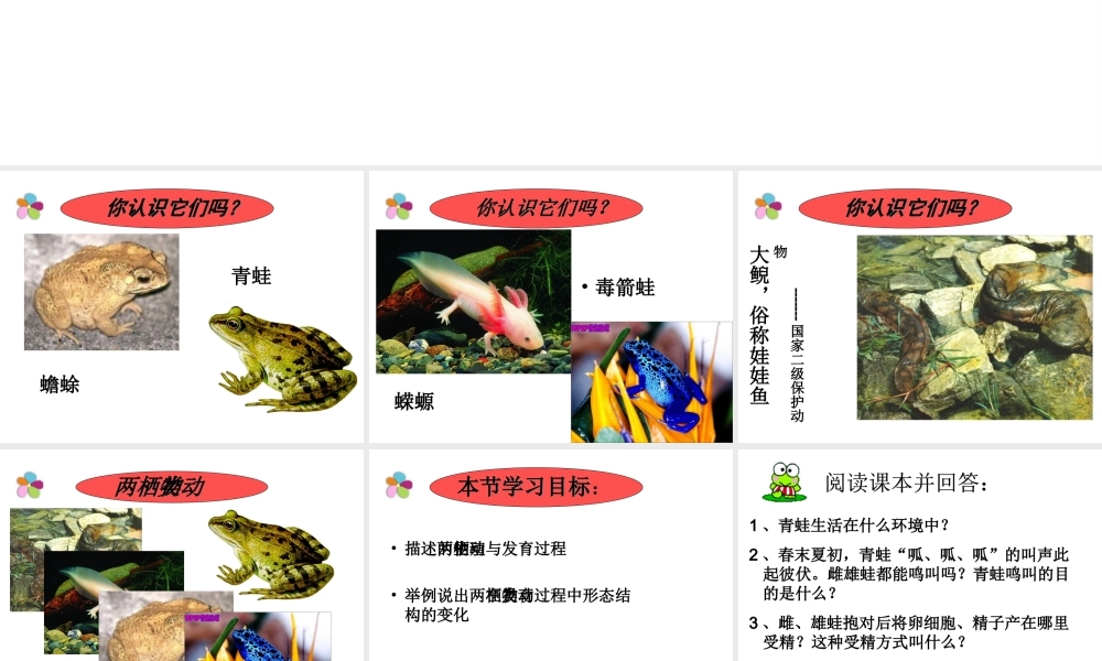 八年级生物上册 两栖类的生殖与发育课件1 苏教版