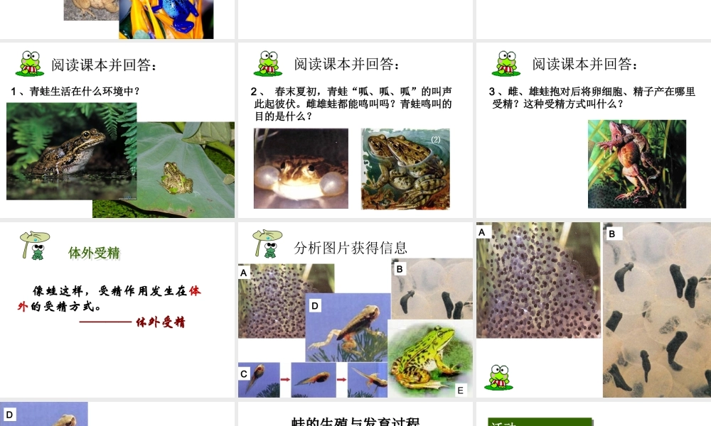 八年级生物上册 两栖类的生殖与发育课件1 苏教版