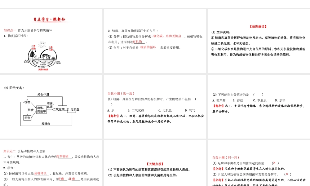 八年级生物上册 探究导学课型 5.4.4 细菌和真菌在自然界中的作用课件 （新版）新人教版-（新版）新人教级上册生物课件