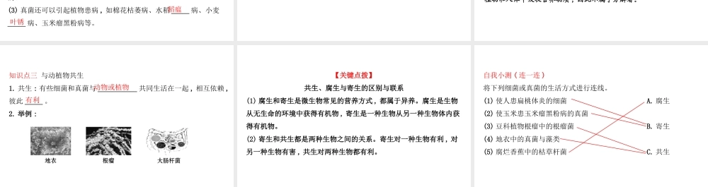 八年级生物上册 探究导学课型 5.4.4 细菌和真菌在自然界中的作用课件 （新版）新人教版-（新版）新人教级上册生物课件
