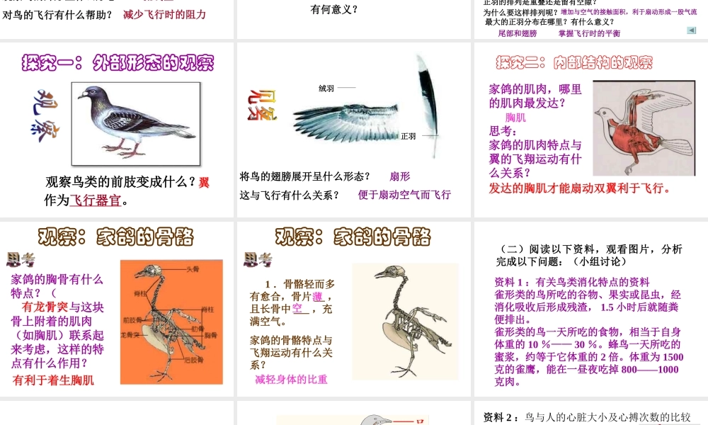 八年级生物上册 第5单元 第1章 动物的主要类群 第三节 空中飞行的动物（第一课时）课件 新人教版