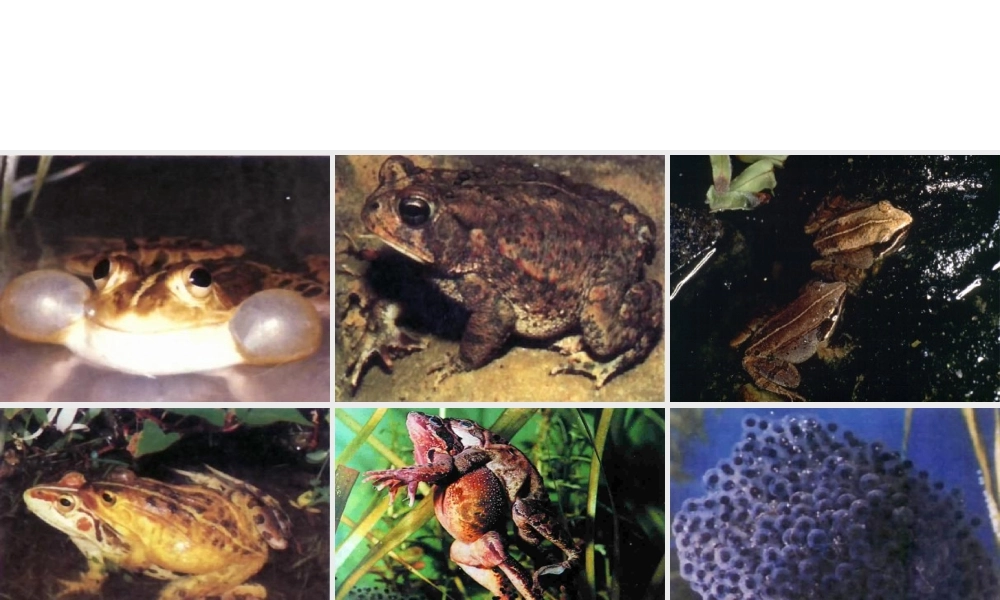 八年级生物上册 两栖类的生殖与发育课件2 苏教版