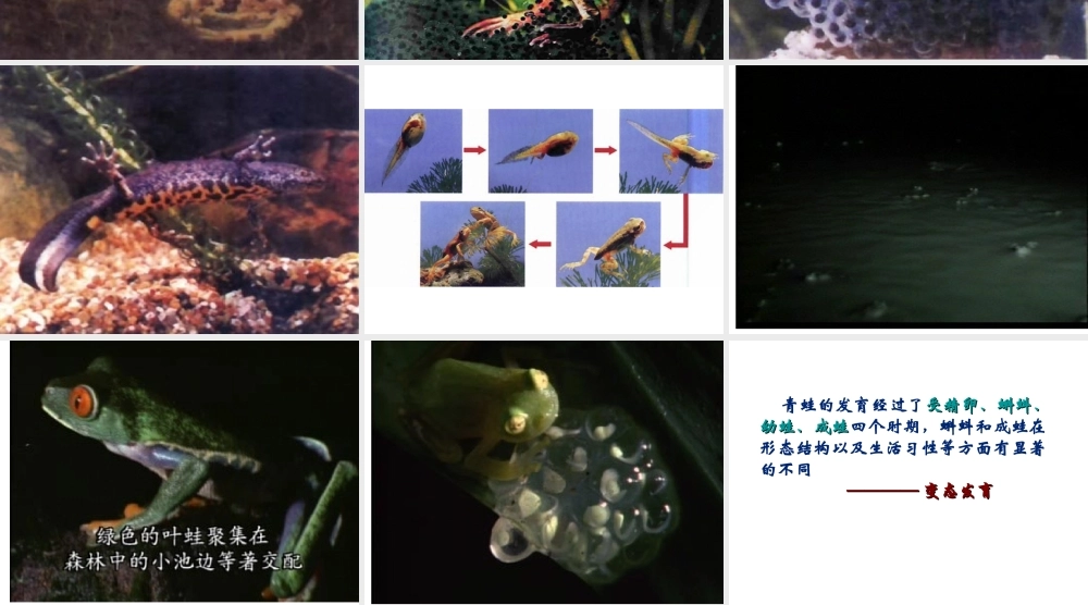 八年级生物上册 两栖类的生殖与发育课件2 苏教版
