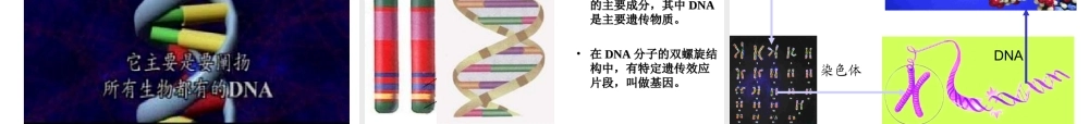 八年级生物上册 第15章第一节DNA是主要的遗传物质精品课件1 苏教版