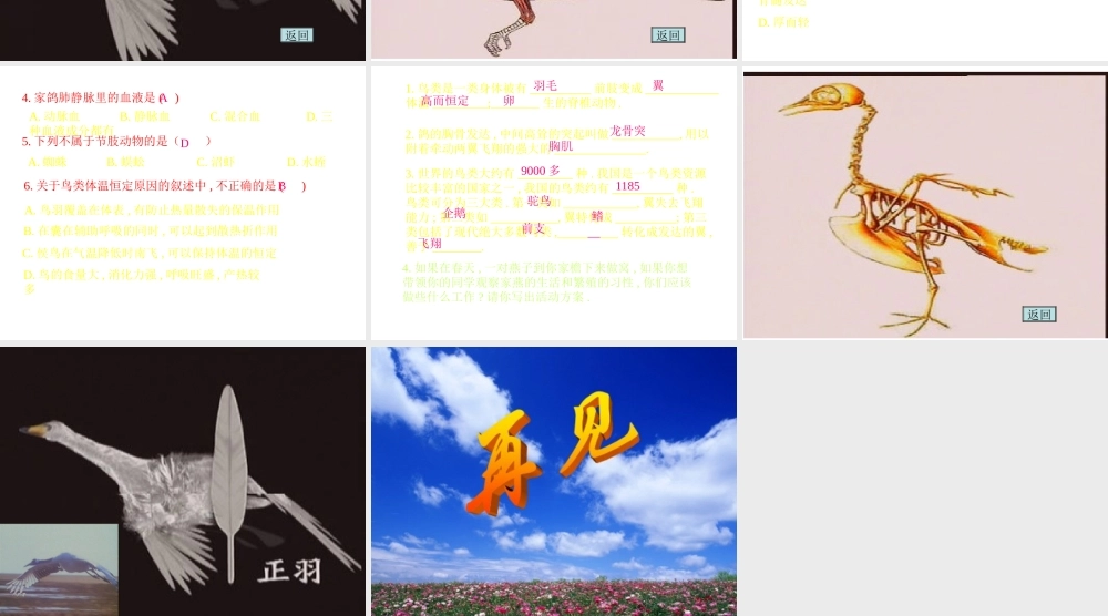 八年级生物上册 第5单元 第1章 动物的主要类群 第三节 空中飞行的动物课件 新人教版