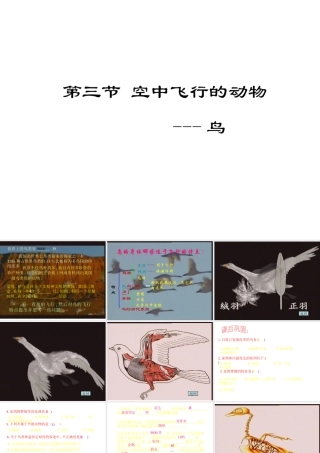 八年级生物上册 第5单元 第1章 动物的主要类群 第三节 空中飞行的动物课件 新人教版