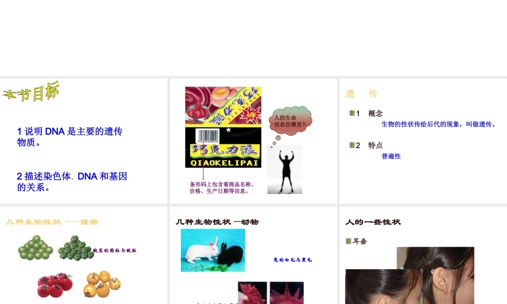 八年级生物上册 第15章第一节DNA是主要的遗传物质精品课件2 苏教版