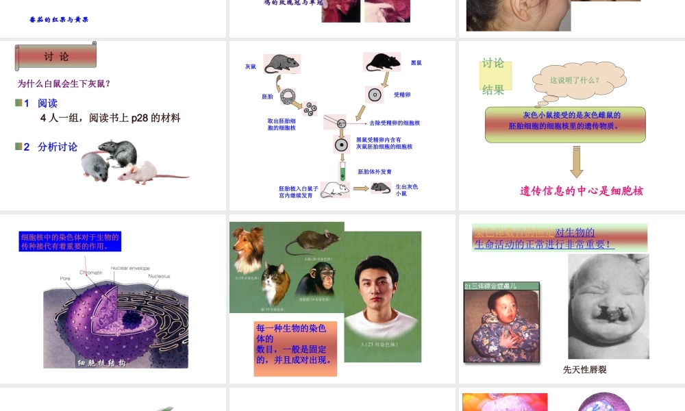 八年级生物上册 第15章第一节DNA是主要的遗传物质精品课件2 苏教版