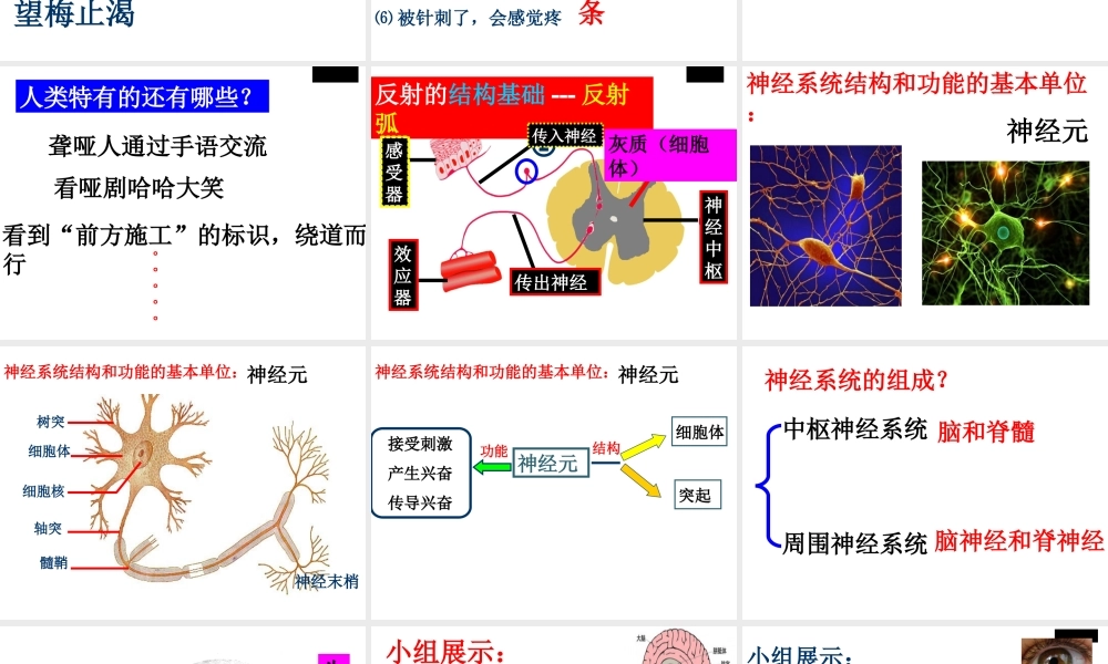 八年级生物上册 第15章人体的神经调节复习课件 苏科版