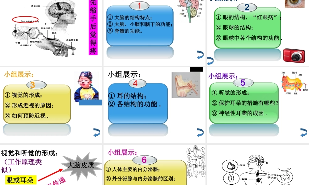 八年级生物上册 第15章人体的神经调节复习课件 苏科版