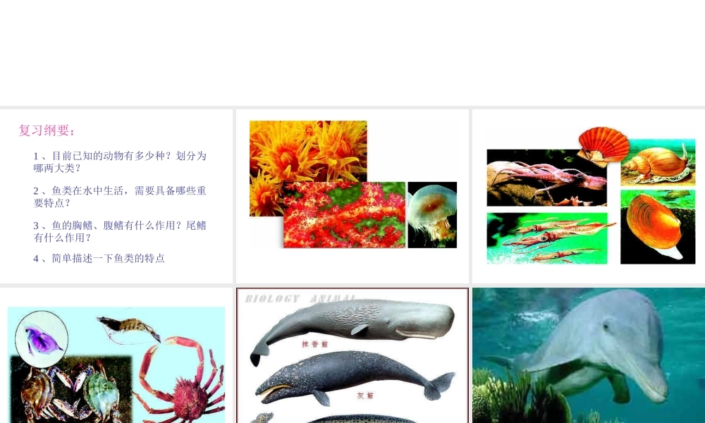 八年级生物上册 第5单元 第1章 动物的主要类群 第一节 水中生活的动物课件2 新人教版