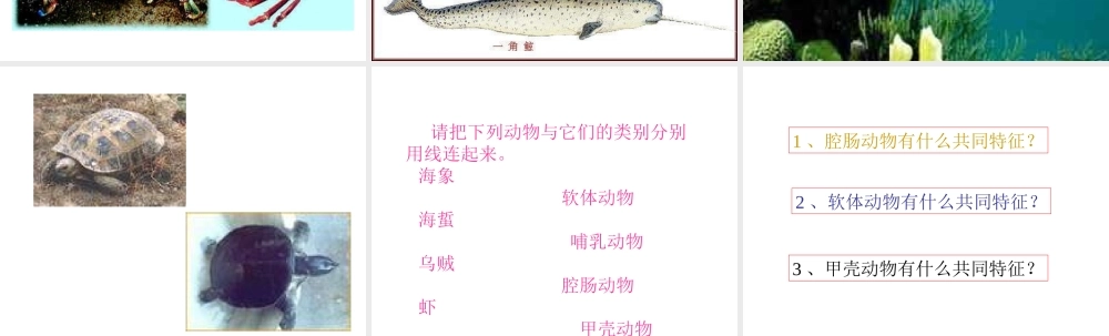 八年级生物上册 第5单元 第1章 动物的主要类群 第一节 水中生活的动物课件2 新人教版