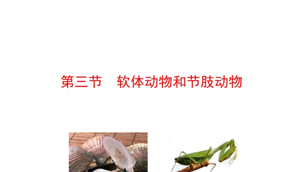 八年级生物上册 情境互动课型 5.1.3 软体动物和节肢动物课件 （新版）新人教版-（新版）新人教版初中八年级上册生物课件