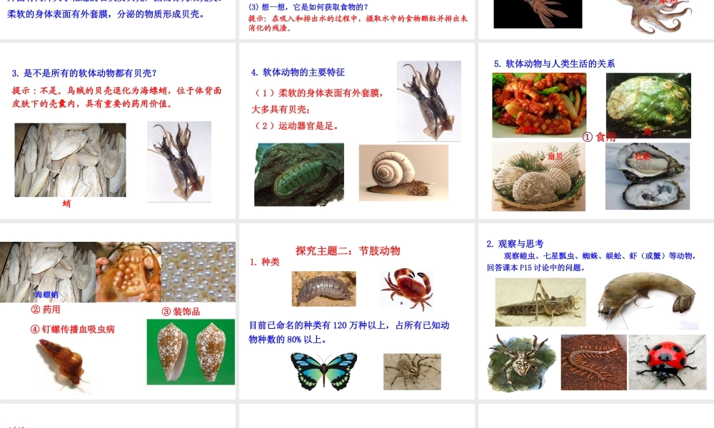 八年级生物上册 情境互动课型 5.1.3 软体动物和节肢动物课件 （新版）新人教版-（新版）新人教版初中八年级上册生物课件
