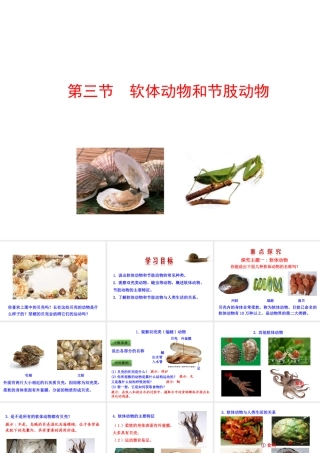 八年级生物上册 情境互动课型 5.1.3 软体动物和节肢动物课件 （新版）新人教版-（新版）新人教版初中八年级上册生物课件